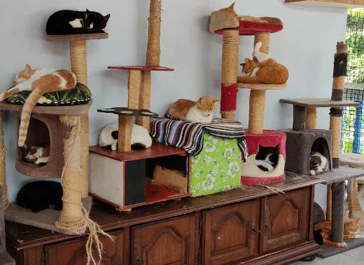 Les arbres à chats et les étagères de la salle de jeu du refuge