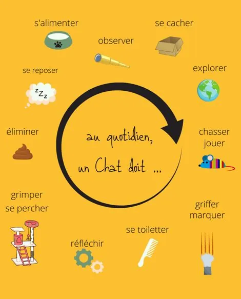 L’éthogramme du chat, par Hélène Bauer