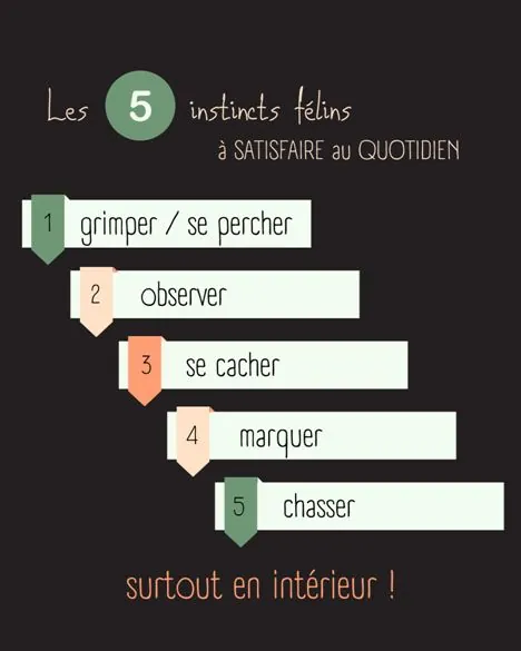 Les 5 instincts félins, par Hélène Bauer