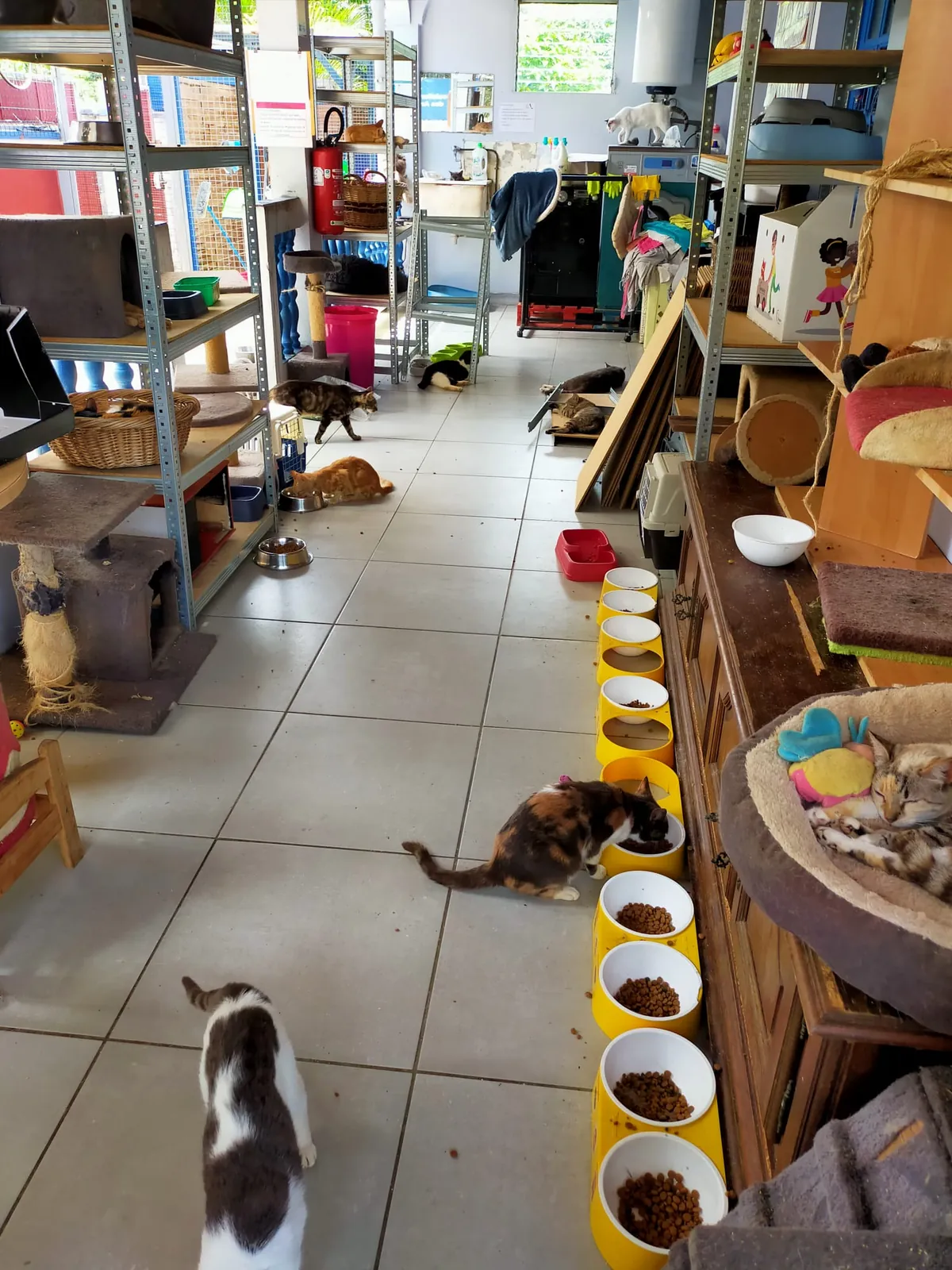 La grande salle du refuge à l’heure du repas : une rangée de gamelles et les chats qui arrivent