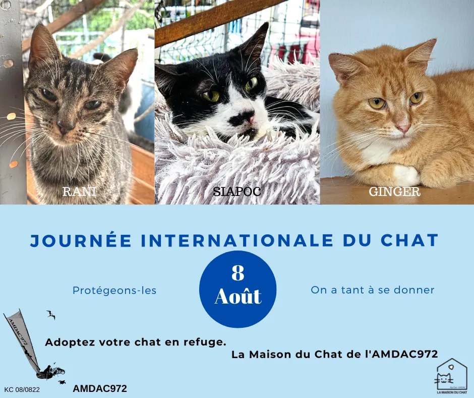 Faire stériliser son chat, c’est être responsable