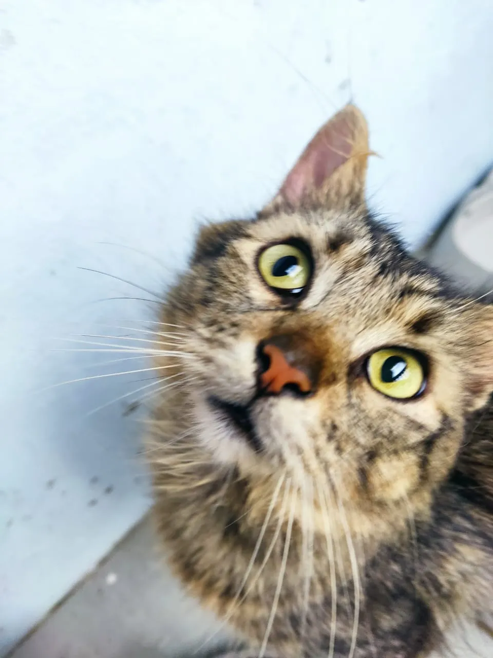 Tancrède abandonné