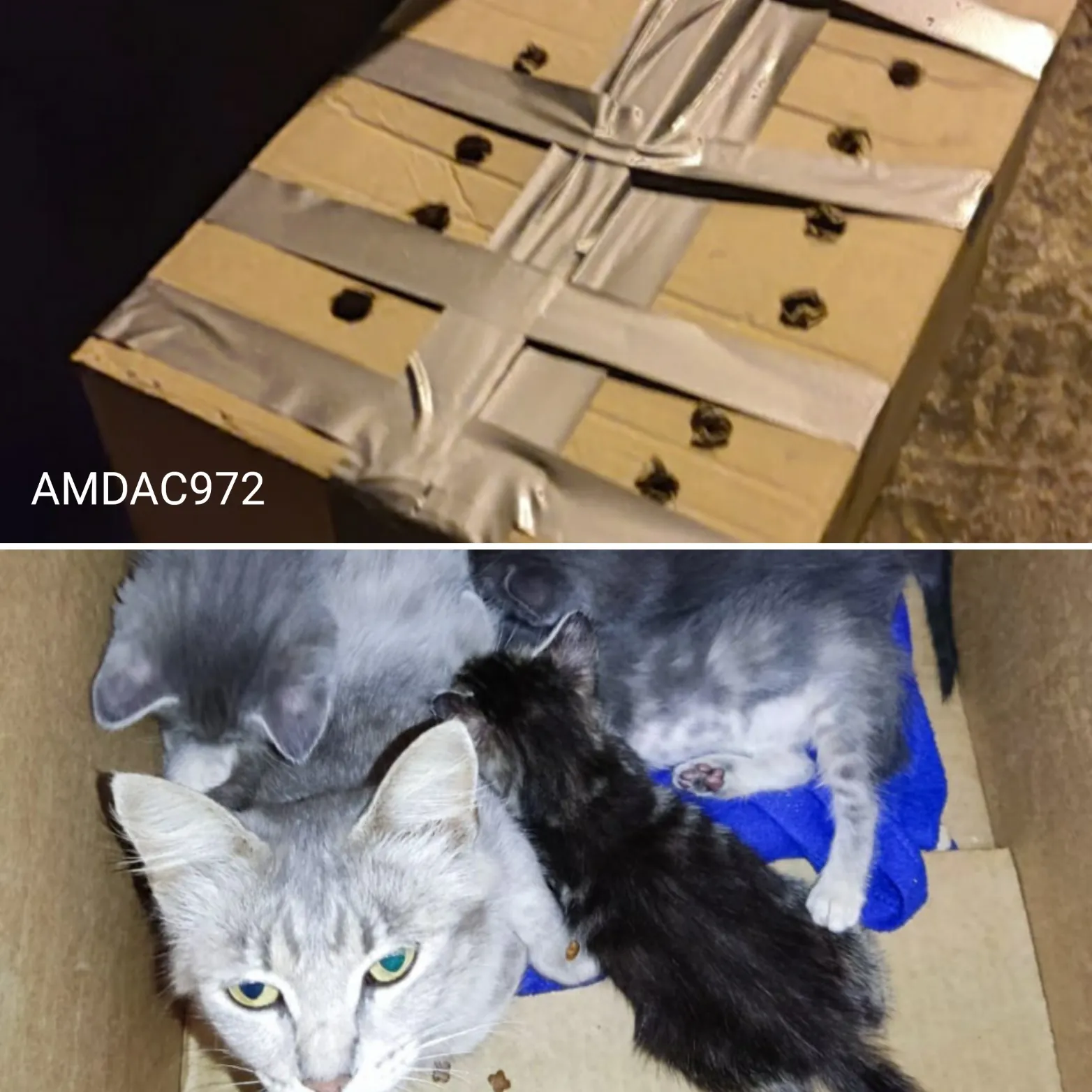 Une chatte grise et ses chatons, sauvés d’un carton fermé au scotch