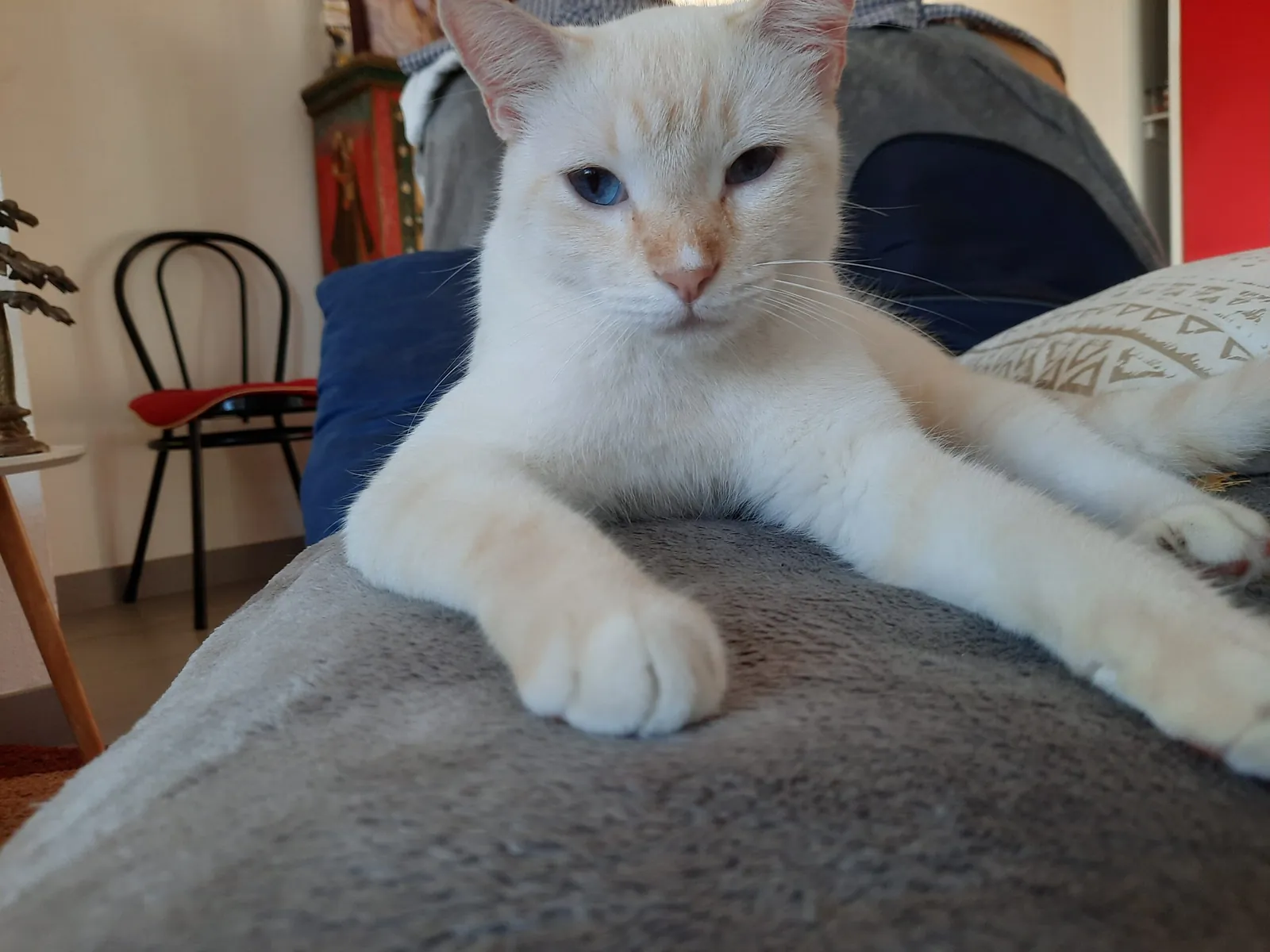 Un chat blanc aux yeux bleus allongé sur un coussin, adopté au refuge