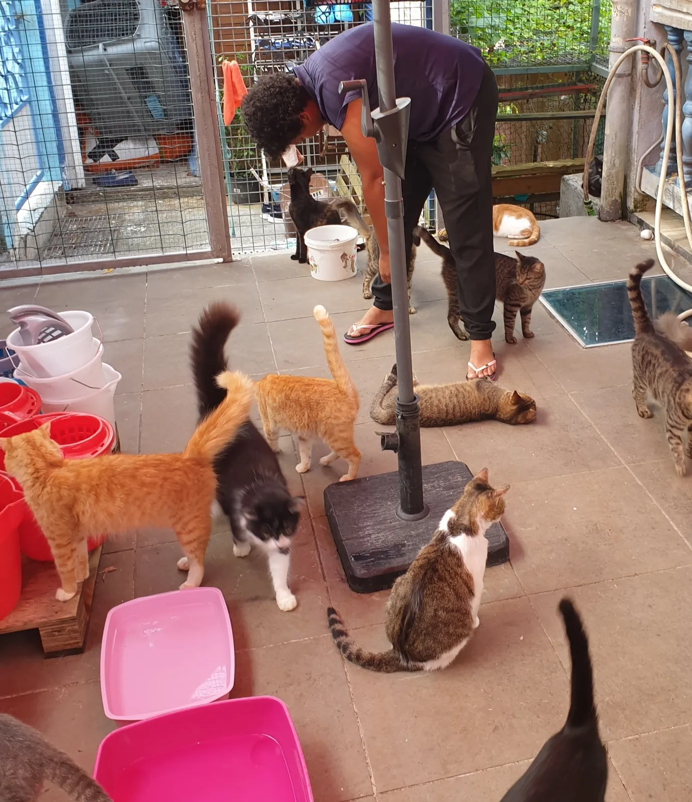 Une bénévole au milieu des chats, dans la cour du refuge La Maison du Chat à Fort-de-France