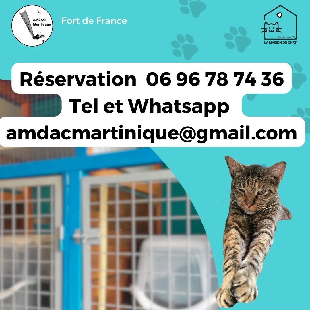 La pension de La Maison du Chat, réservation au 0696 78 74 36