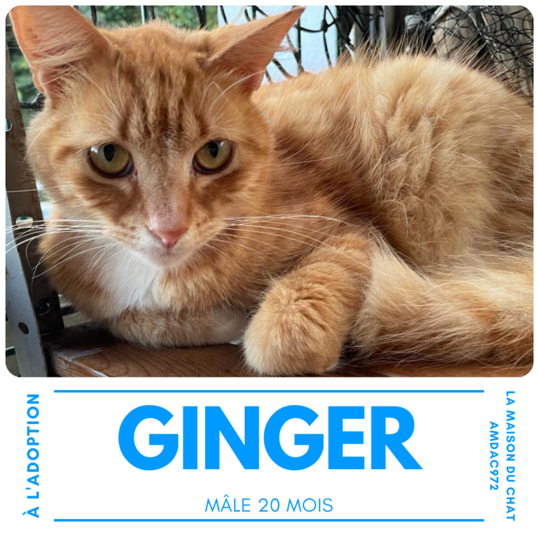 Ginger AMDAC972