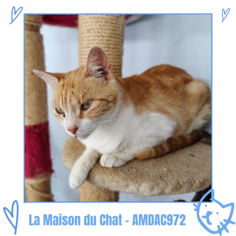 Myrtille AMDAC972