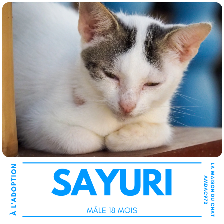 Sayuri AMDAC972