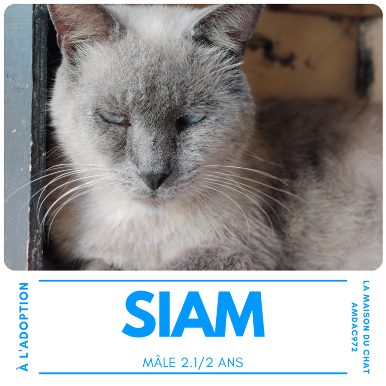 Siam AMDAC972