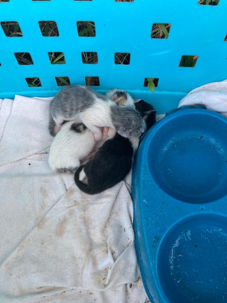 chatons Nouveau-nés dans une panière  !
