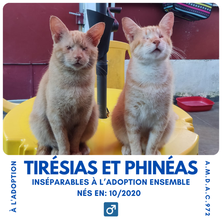 TIRESIAS PHINEAS AMDAC972