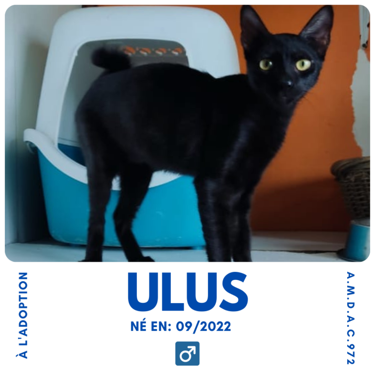 ULUS AMDAC972