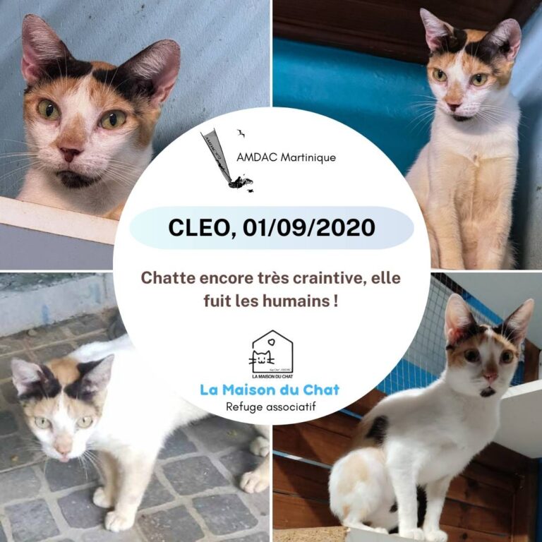 CLEO AMDAC Martinique