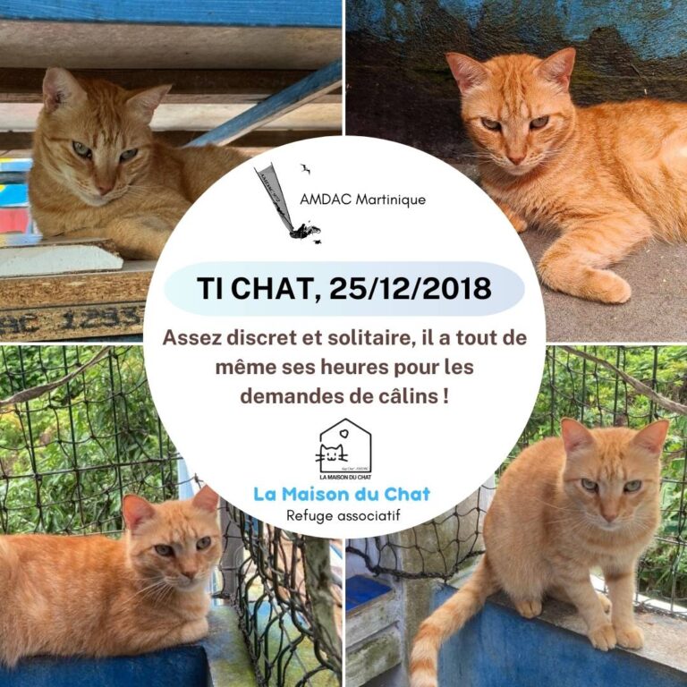 TI CHAT AMDAC Martinique