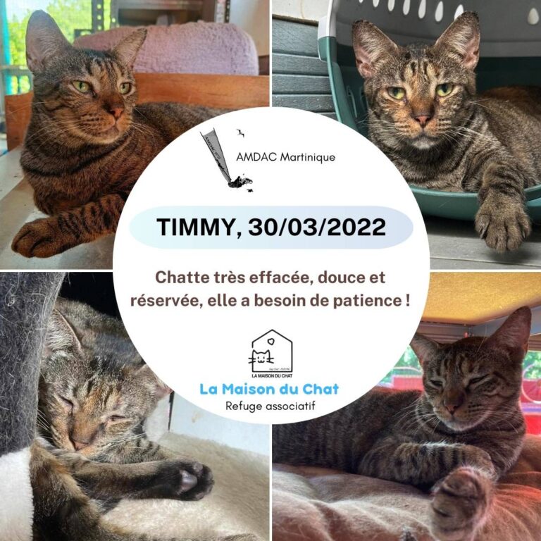 TIMMY AMDAC Martinique