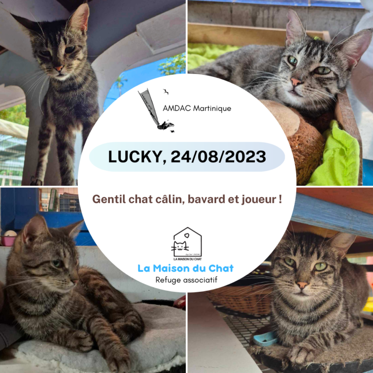 LUCKY AMDAC Martinique