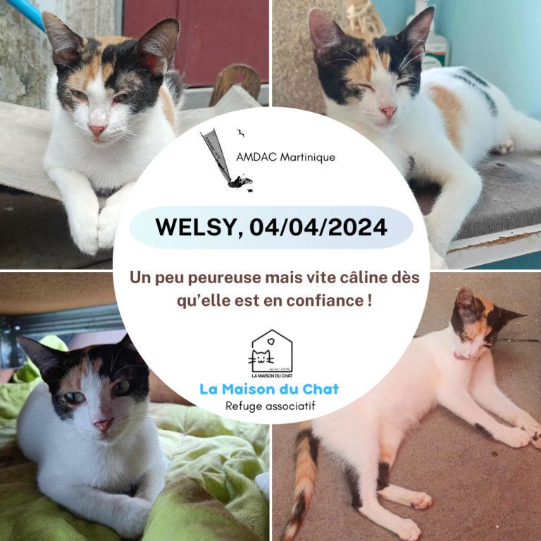 WESLY AMDAC Martinique