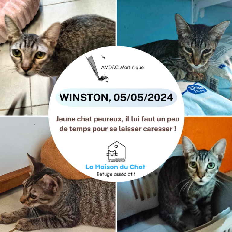 WINSTON AMDAC Martinique
