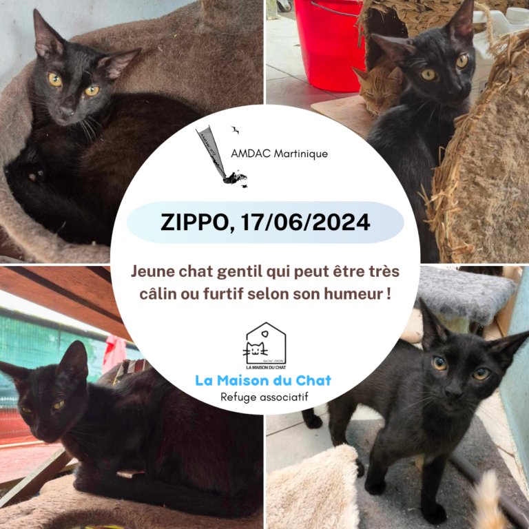 ZIPPO AMDAC Martinique