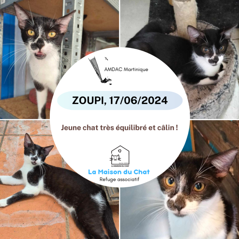ZOUPI AMDAC Martinique