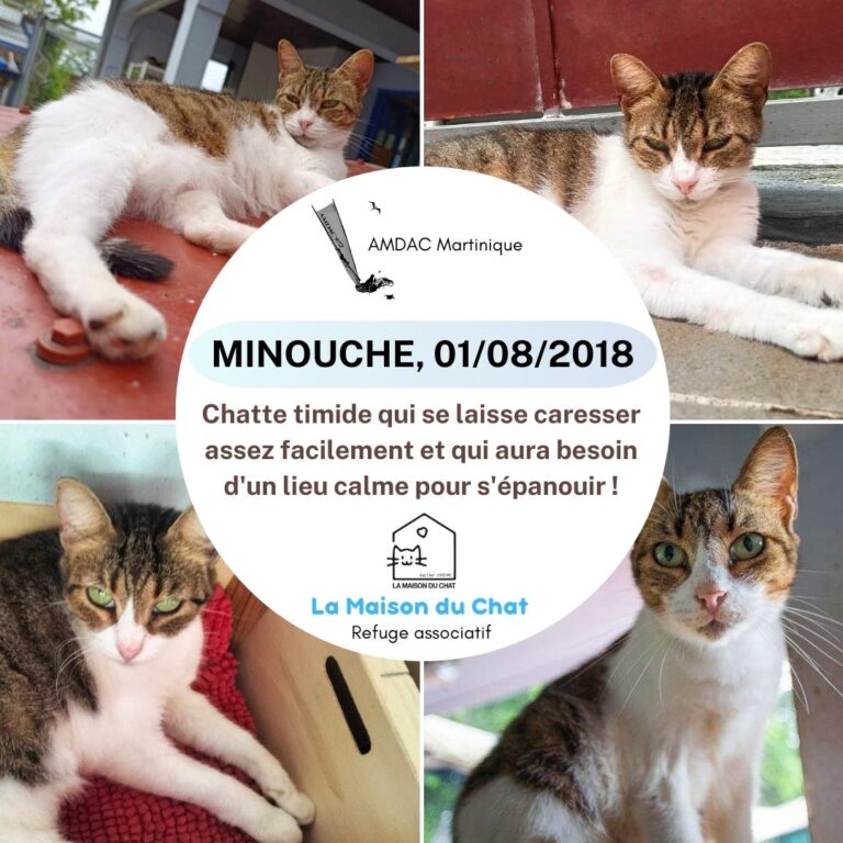 MINOUCHE AMDAC Martinique