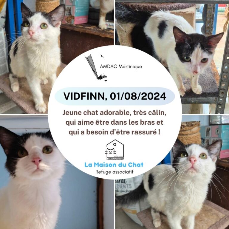 VIDFINN AMDAC Martinique