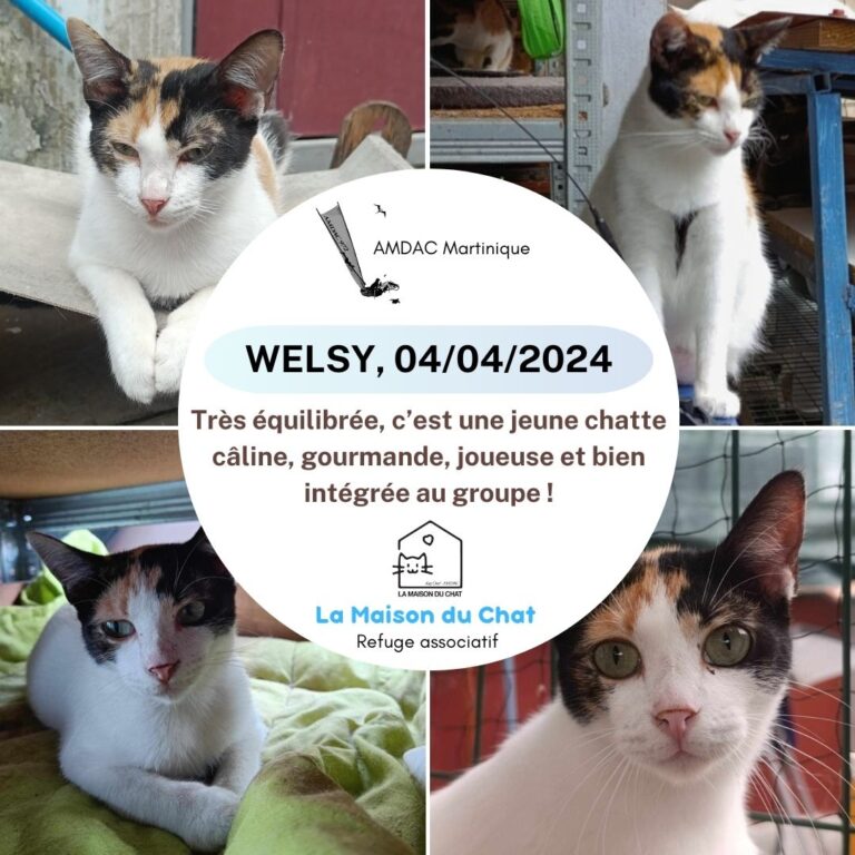 WELSY-AMDAC-Martinique