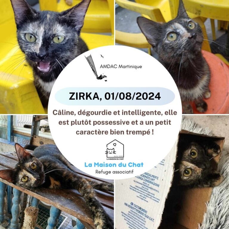 ZIRKA AMDAC Martinique