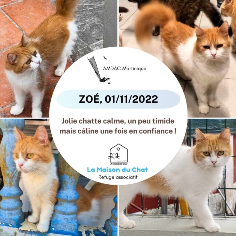 ZOE AMDAC Martinique