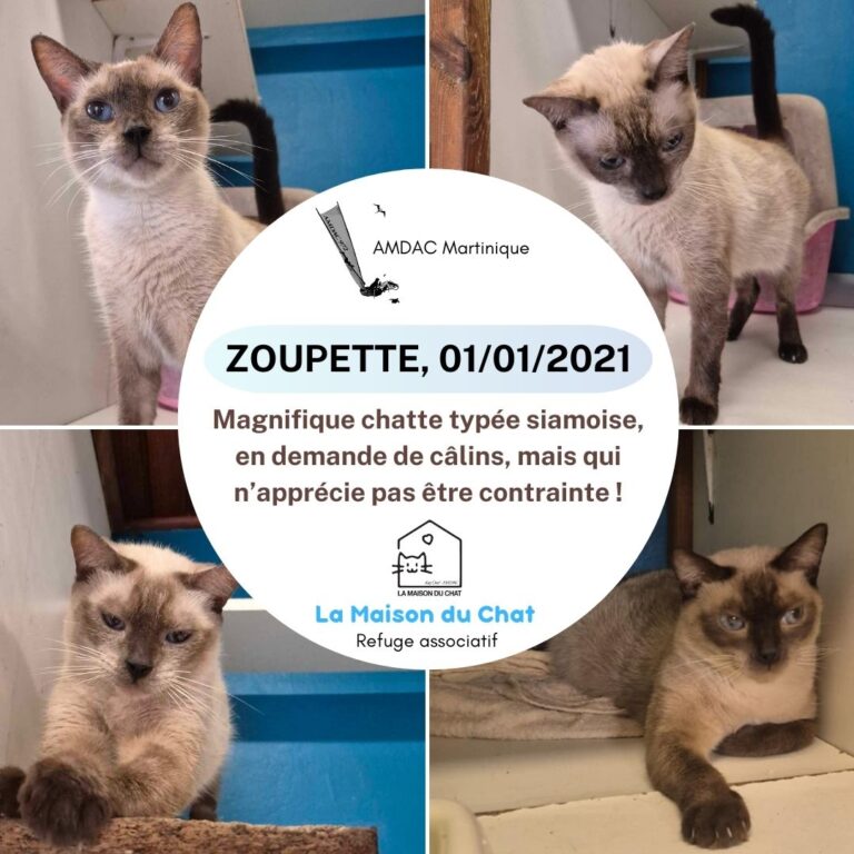 ZOUPETTE AMDAC Martinique