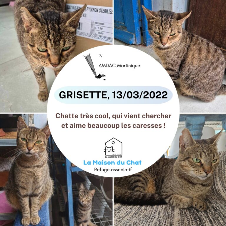 Grisette AMDAC Martinique