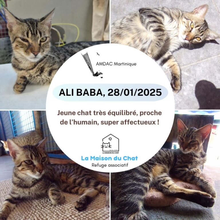 ALI BABA AMDAC Martinique