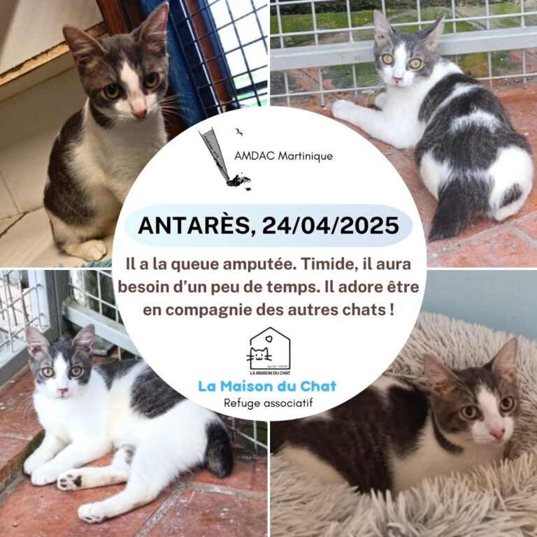 ANTARÈS AMDAC Martinique