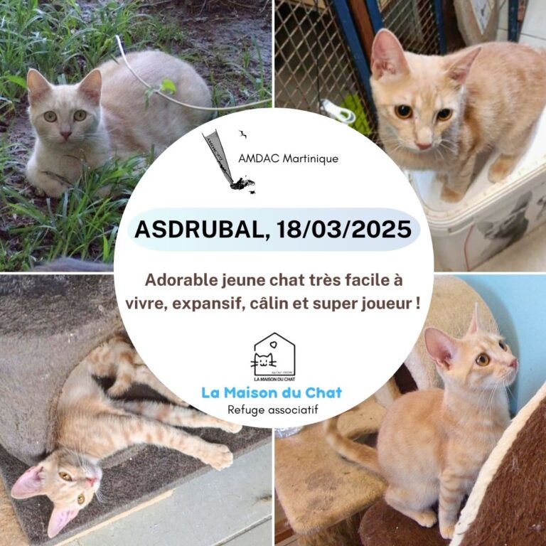 ASDRUBAL AMDAC Martinique