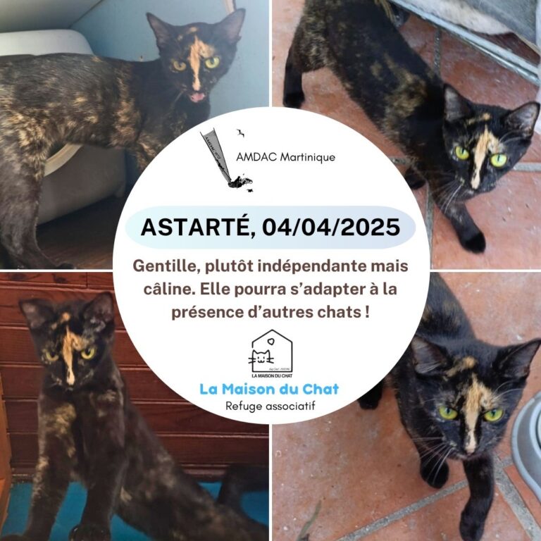 ASTARTÉ AMDAC Martinique