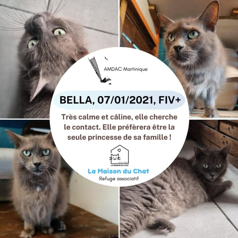 BELLA 2 AMDAC Martinique