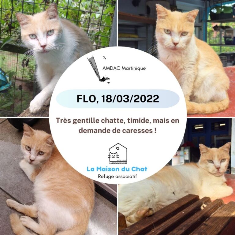 FLO AMDAC Martinique