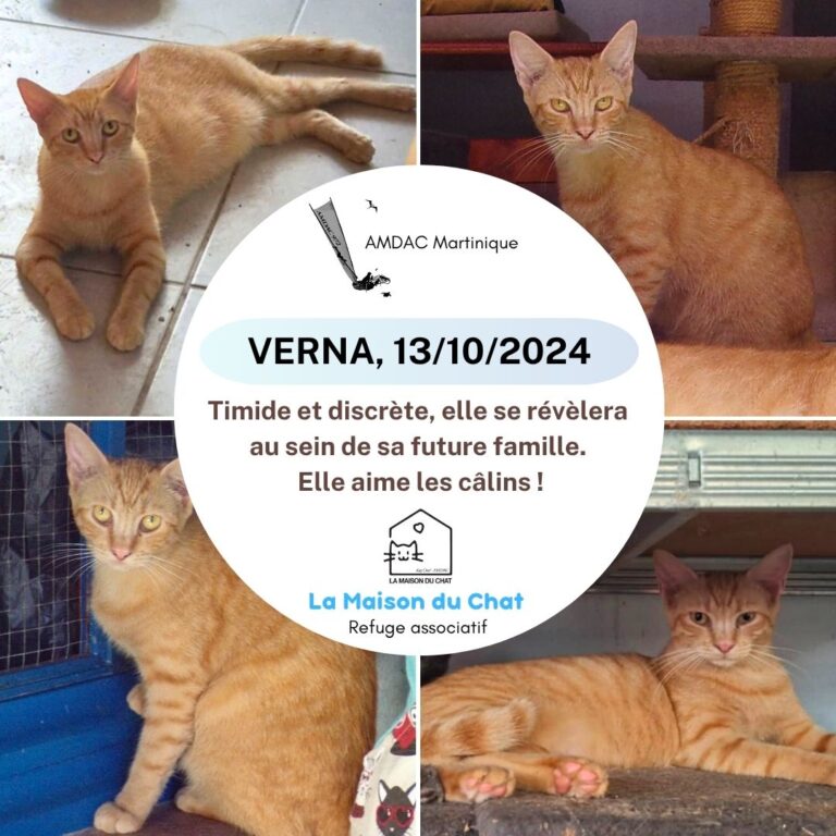 VERNA AMDAC Martinique