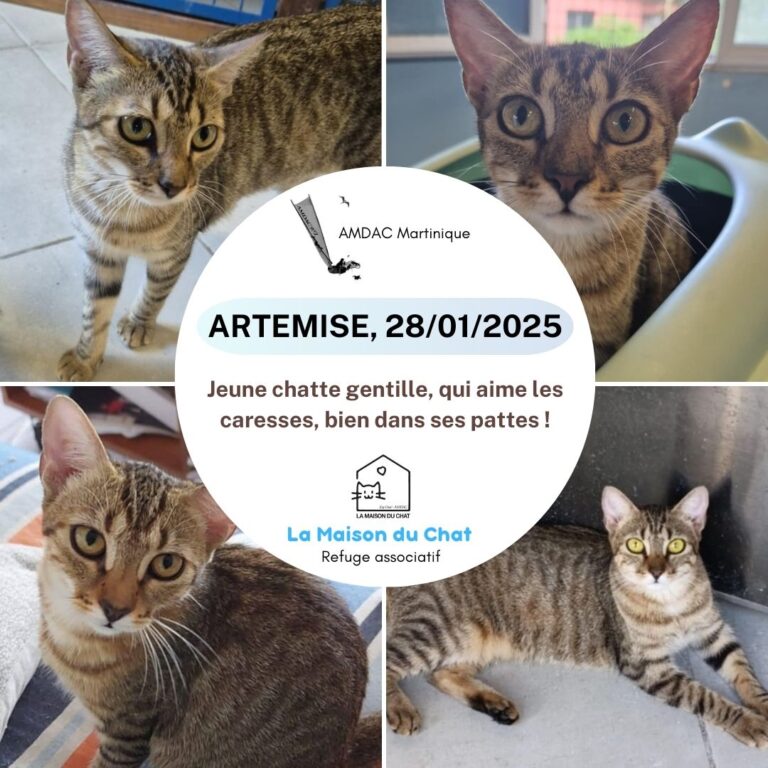 ARTEMISE AMDAC Martinique