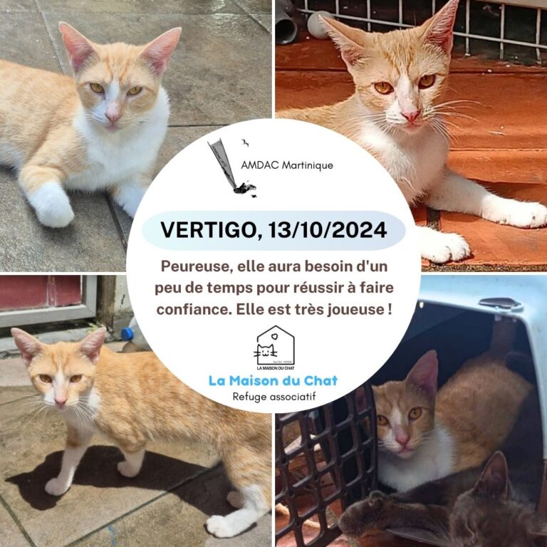 VERTIGO AMDAC Martinique