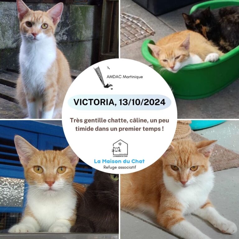 VICTORIA AMDAC Martinique