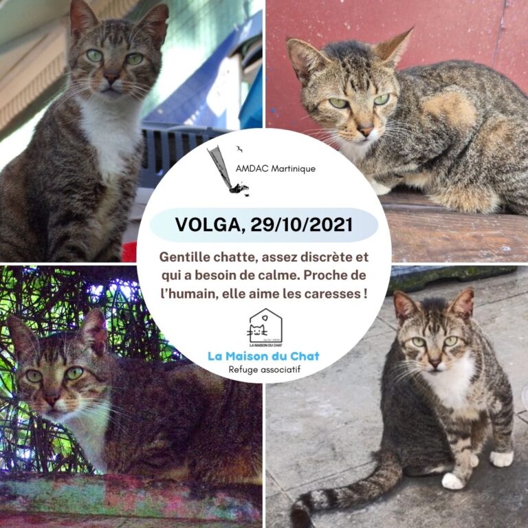 VOLGA AMDAC Martinique