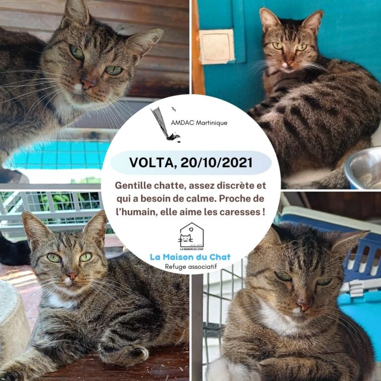 VOLTA AMDAC Martinique