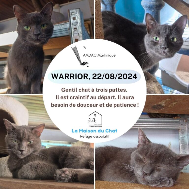 WARRIOR AMDAC Martinique
